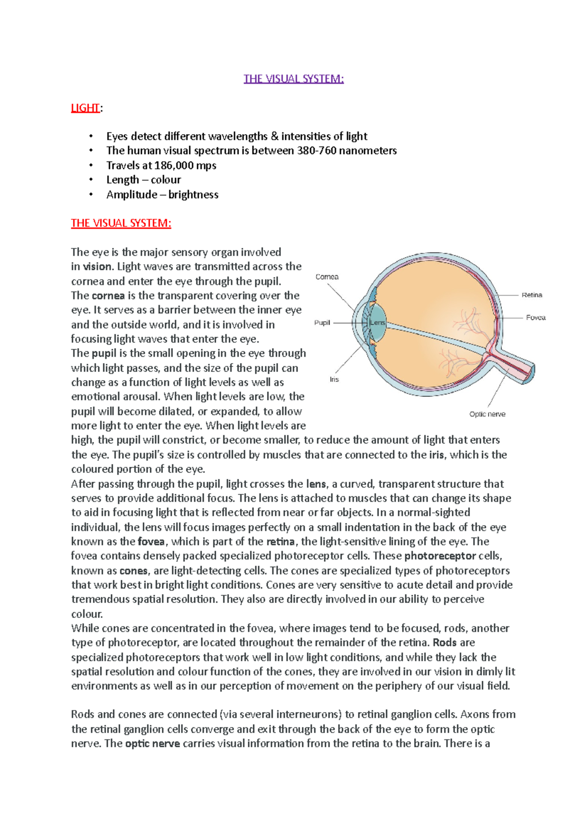 THE Visual System - lecture - THE VISUAL SYSTEM: LIGHT: Eyes detect ...