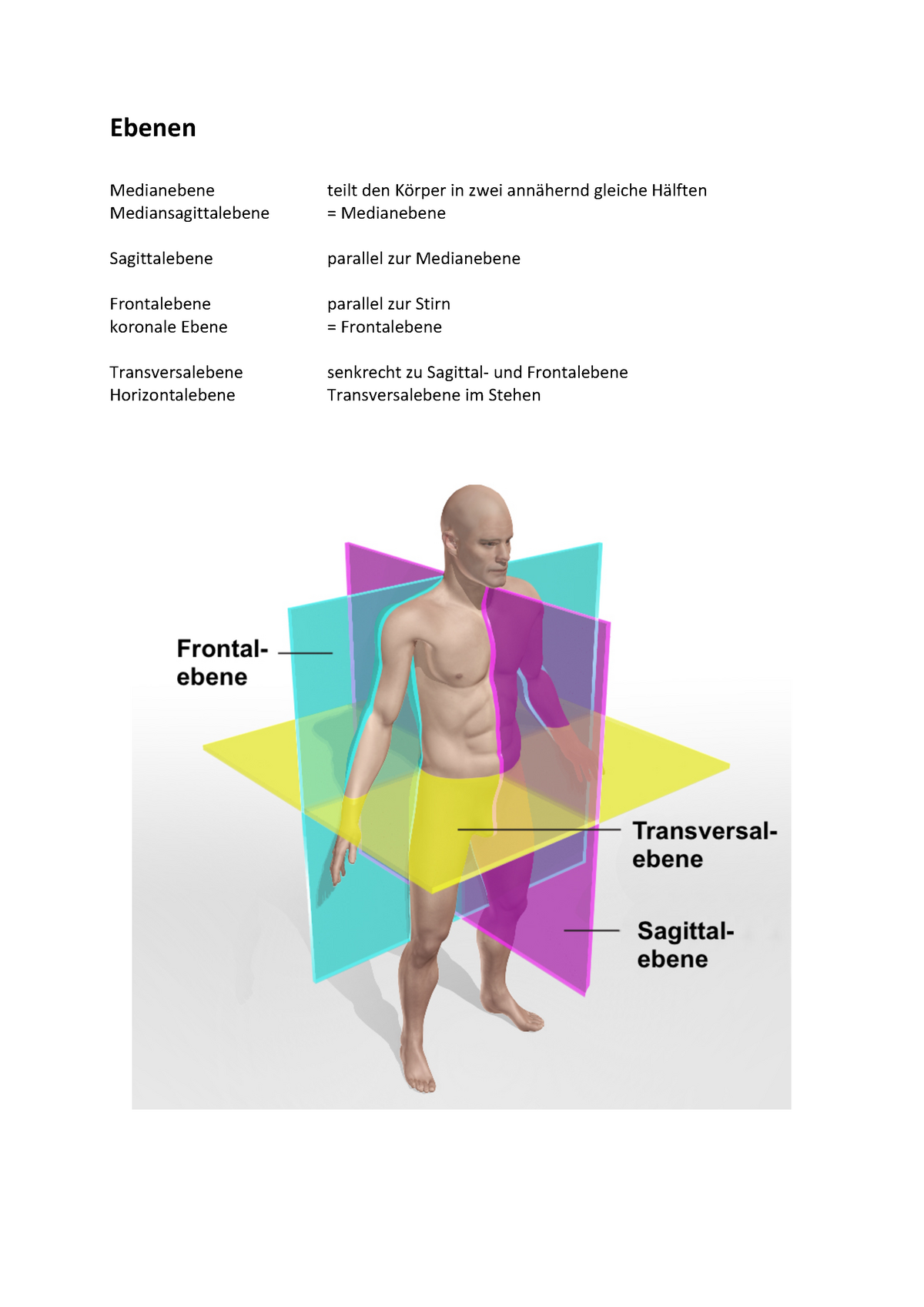 Sportbiomech Zusamm Begriffe Funktionelle Anatomie Hs13 Sports Studocu