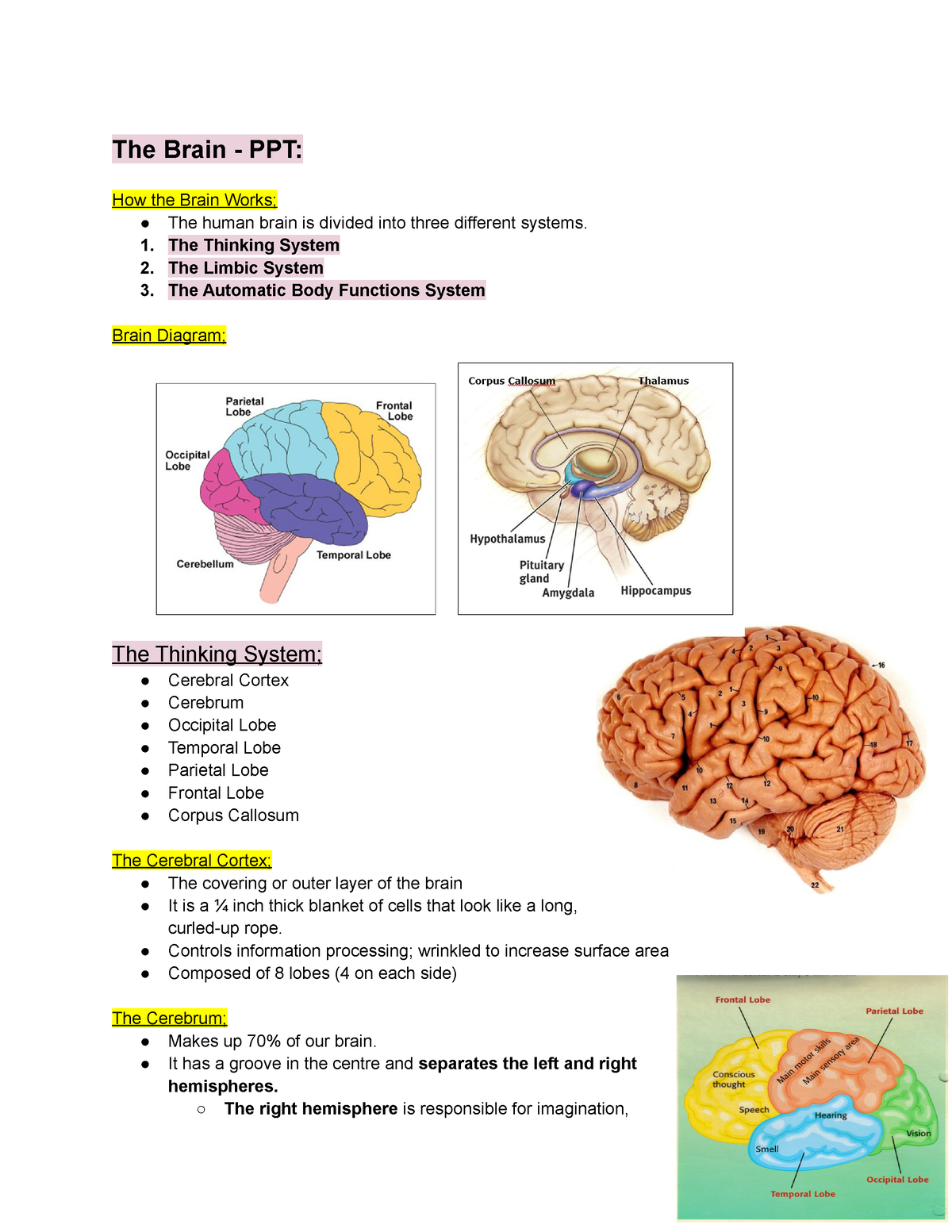 The Brain PPT Lecture Notes The Brain PPT How The Brain Works The Human Brain Is