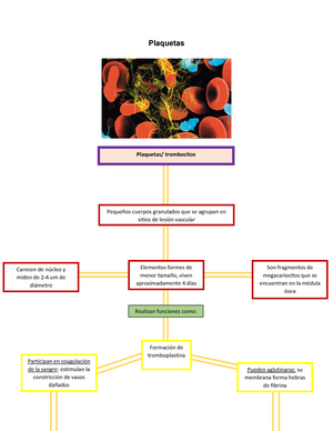 Información básica sobre plaquetas: mapa mental - Plaquetas Plaquetas/  trombocitos Pequeños cuerpos - Studocu