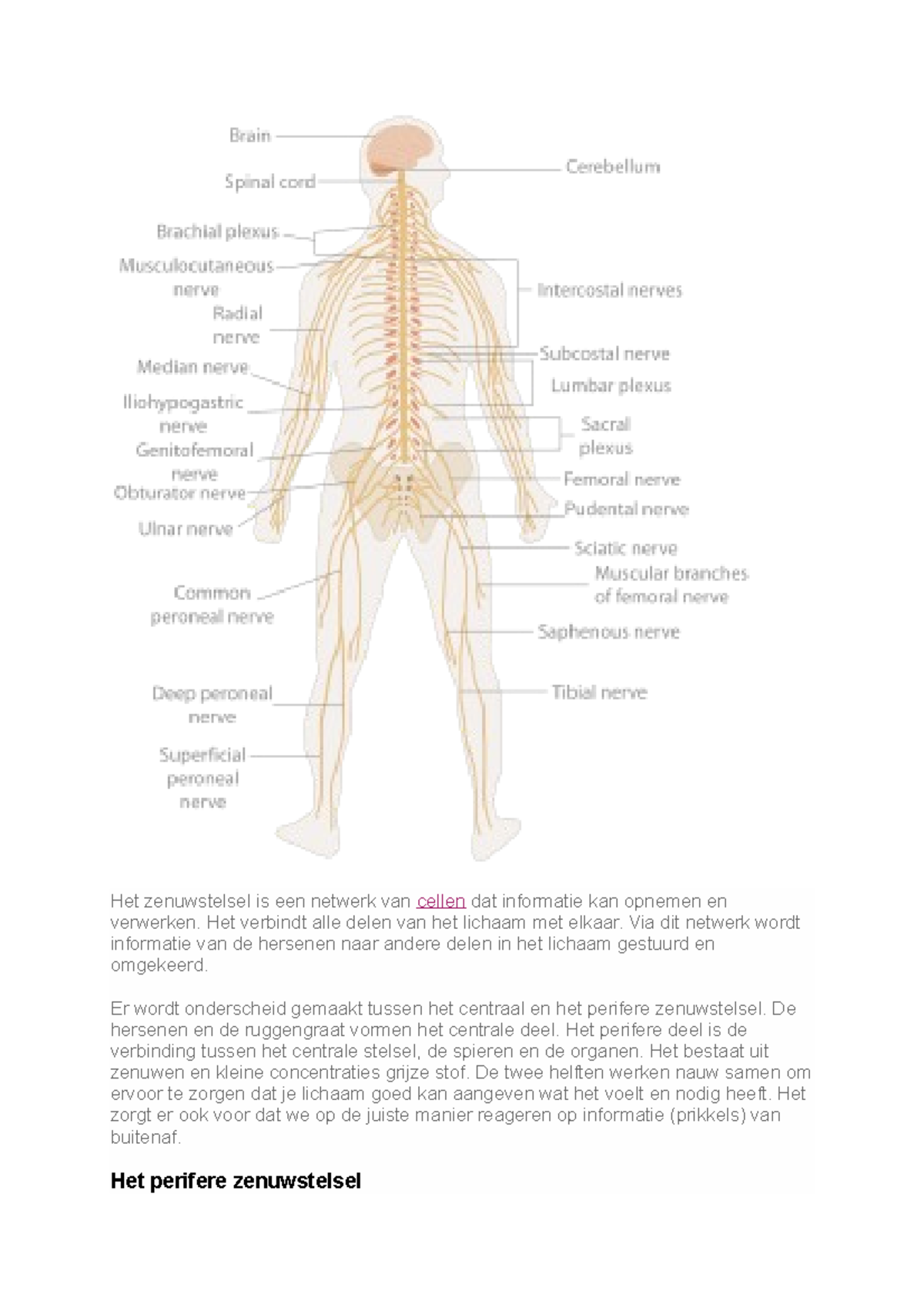 Het Zenuwstelsel Sv Studocu - Het Zenuwstelsel Is Een Netwerk Van ...