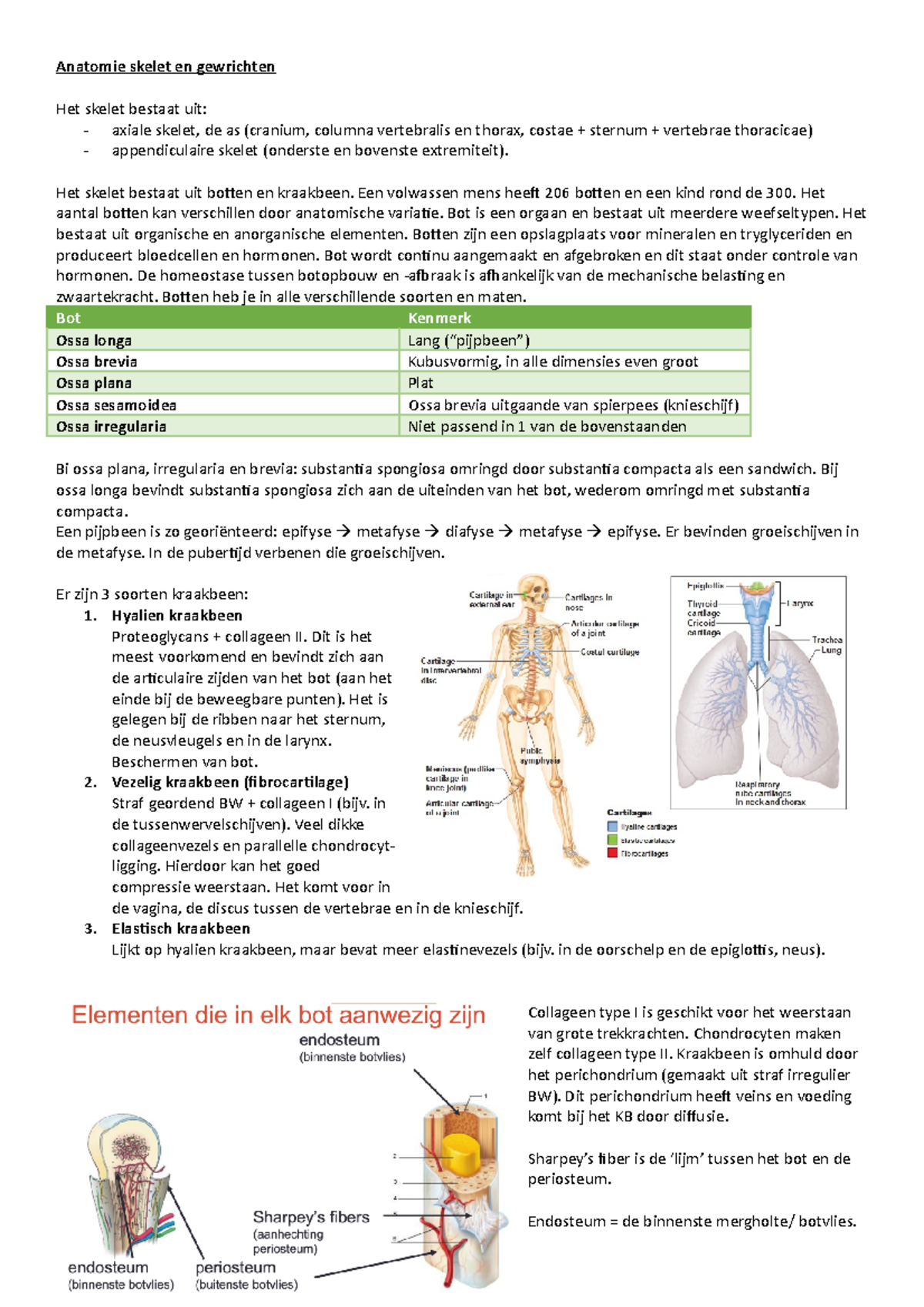 Anatomie Skelet En Gewrichten - Het Skelet Bestaat Uit Botten En ...