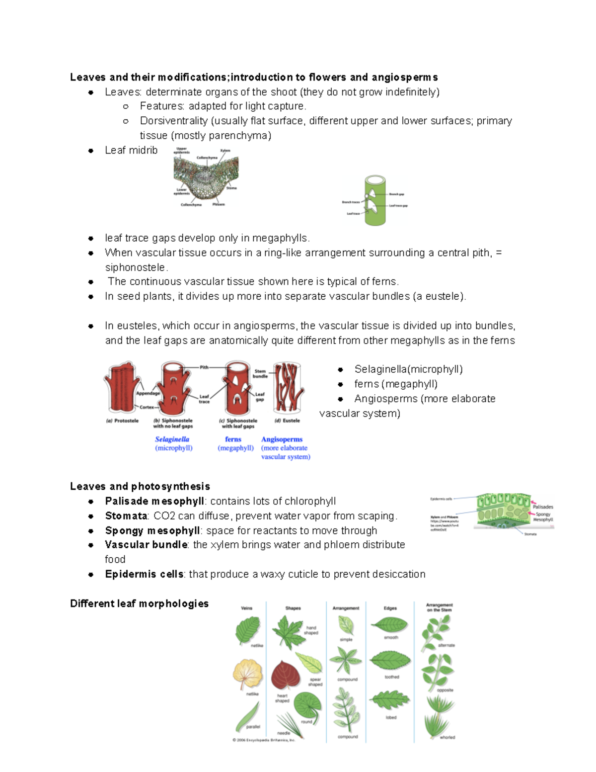 BIO 230 LECT 12 Lecture notes 12 Leaves and their modifications