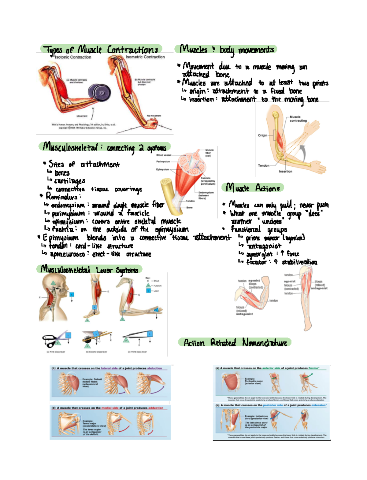 Musculoskeletal System - BIOL 217 - Studocu