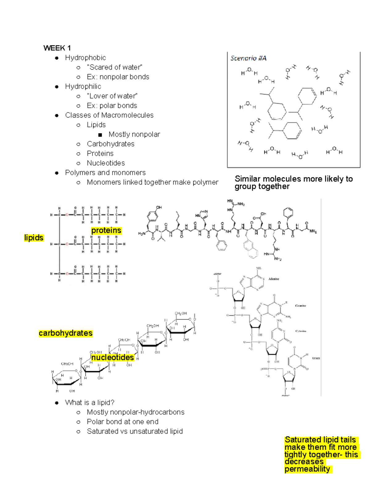 BIO 200 exam notes WEEK 1 Hydrophobic “Scared of water” Ex