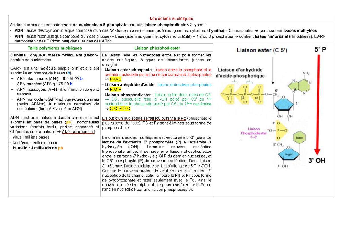 Les Acides Nucléiques - Les Acides Nucléiques Acides Nucléiques ...