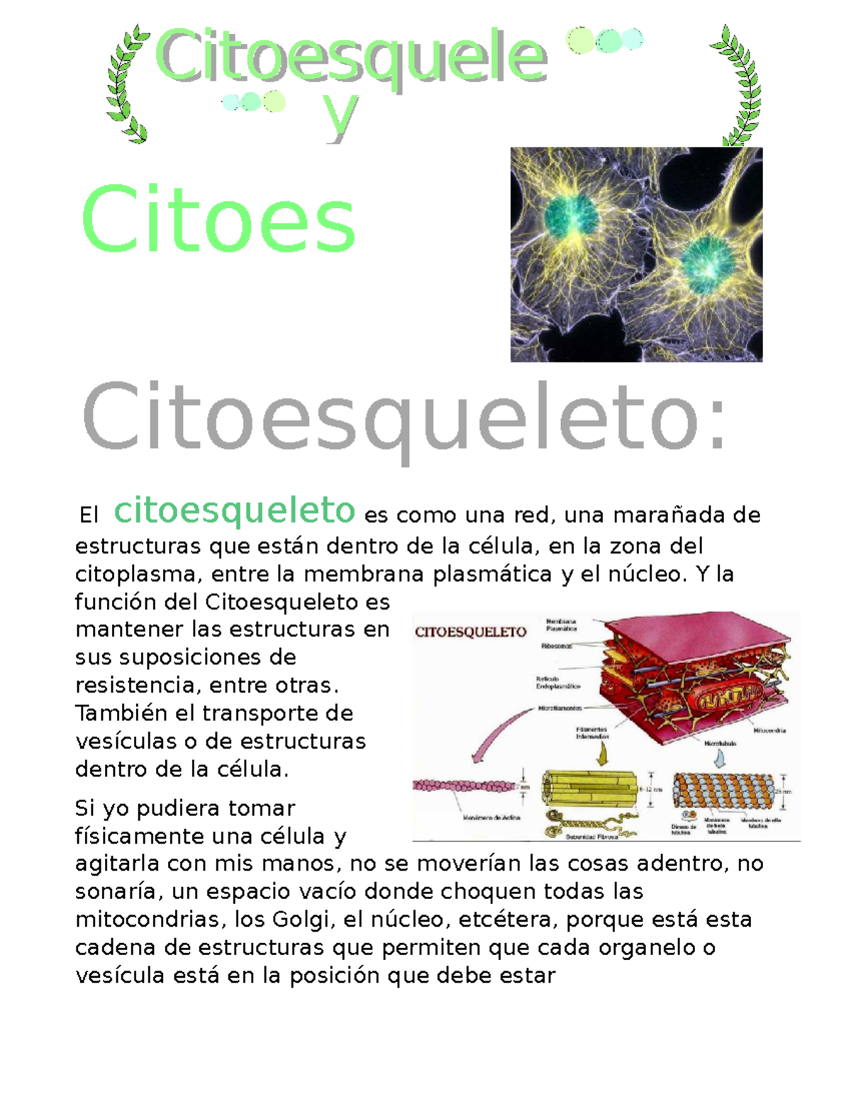 Apuntes Sobre Citoesqueleto Y Contracción Muscular - Citoesqueleto: El ...