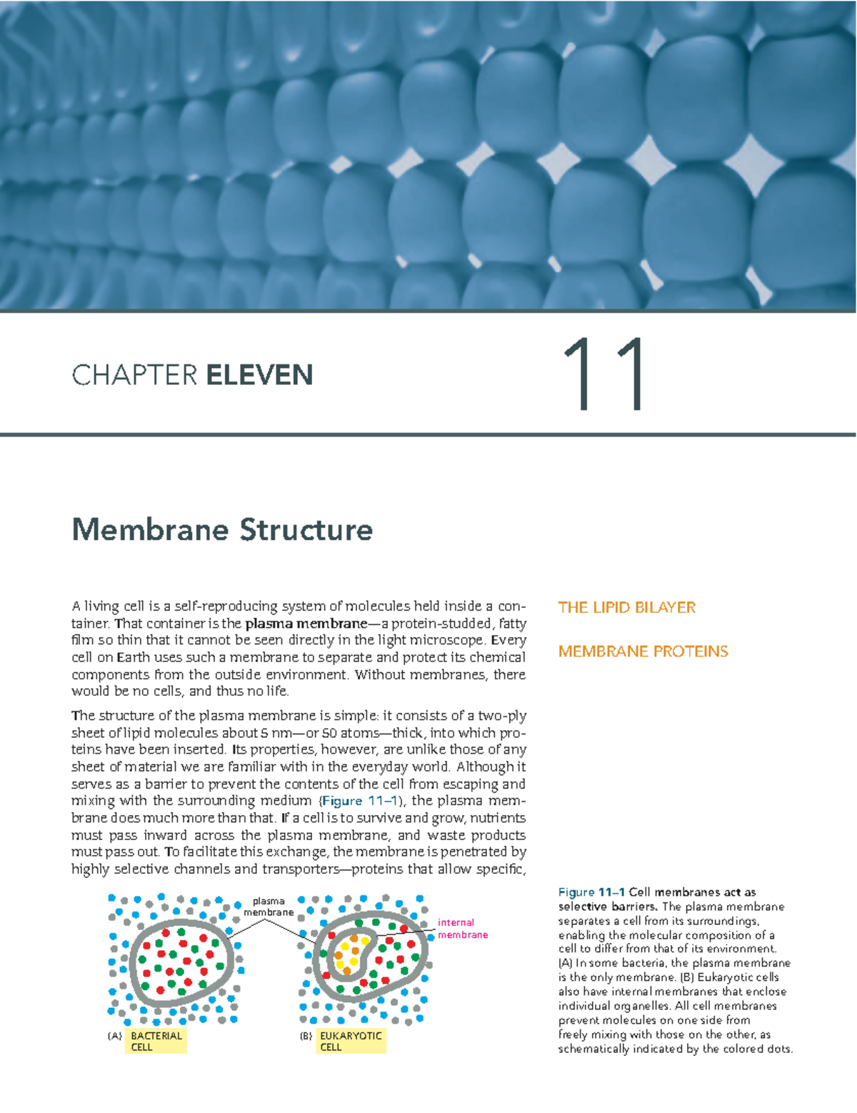 01 Alberts 4th ECBCh 11-12-Membrane Structure Transport - A living cell ...