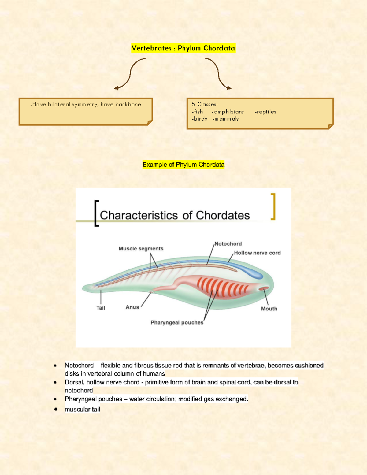 Phylum Chordata - Biology - Vertebrates : Phylum Chordata Example of ...