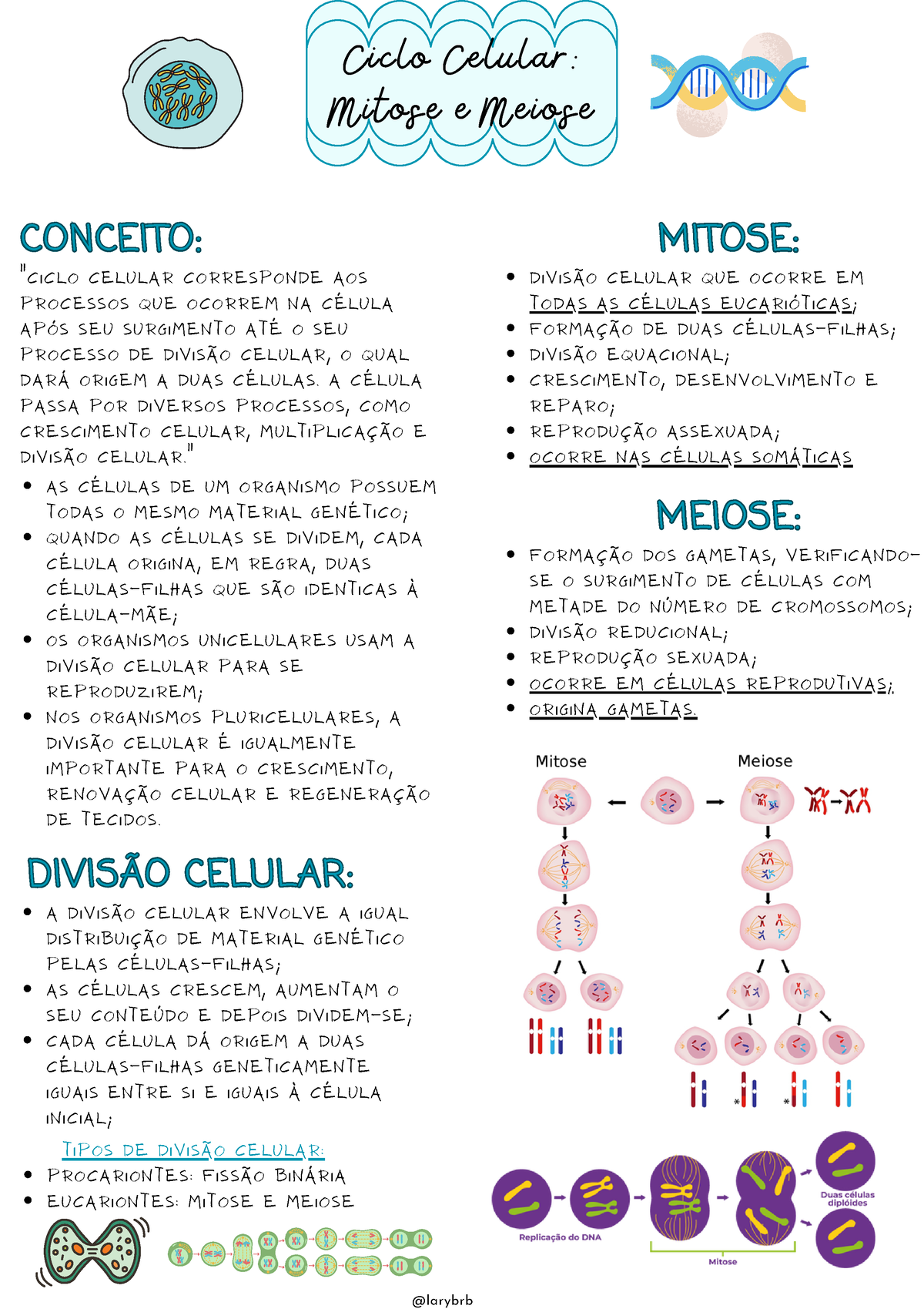 Resumo de Divisão Celular: Mitose e Meiose - Sanar Medicina