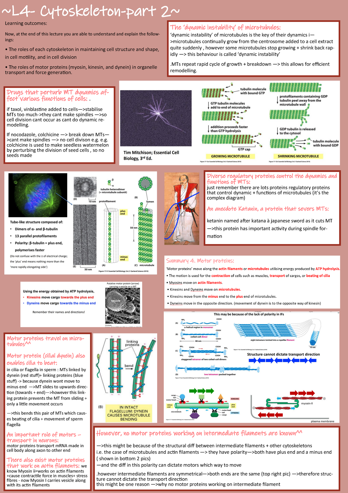 Neuroscience cheatsheet for L4 cytoskeleton -part 2 - ~L 4 ...