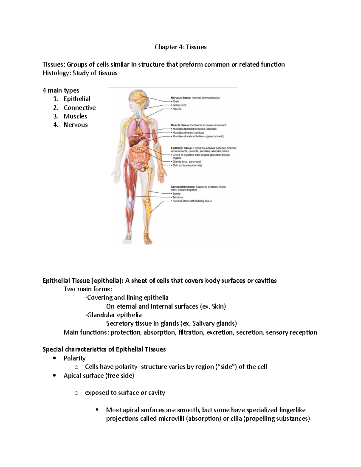 Tissue Lecture Summary - Chapter 4: Tissues Tissues: Groups Of Cells ...