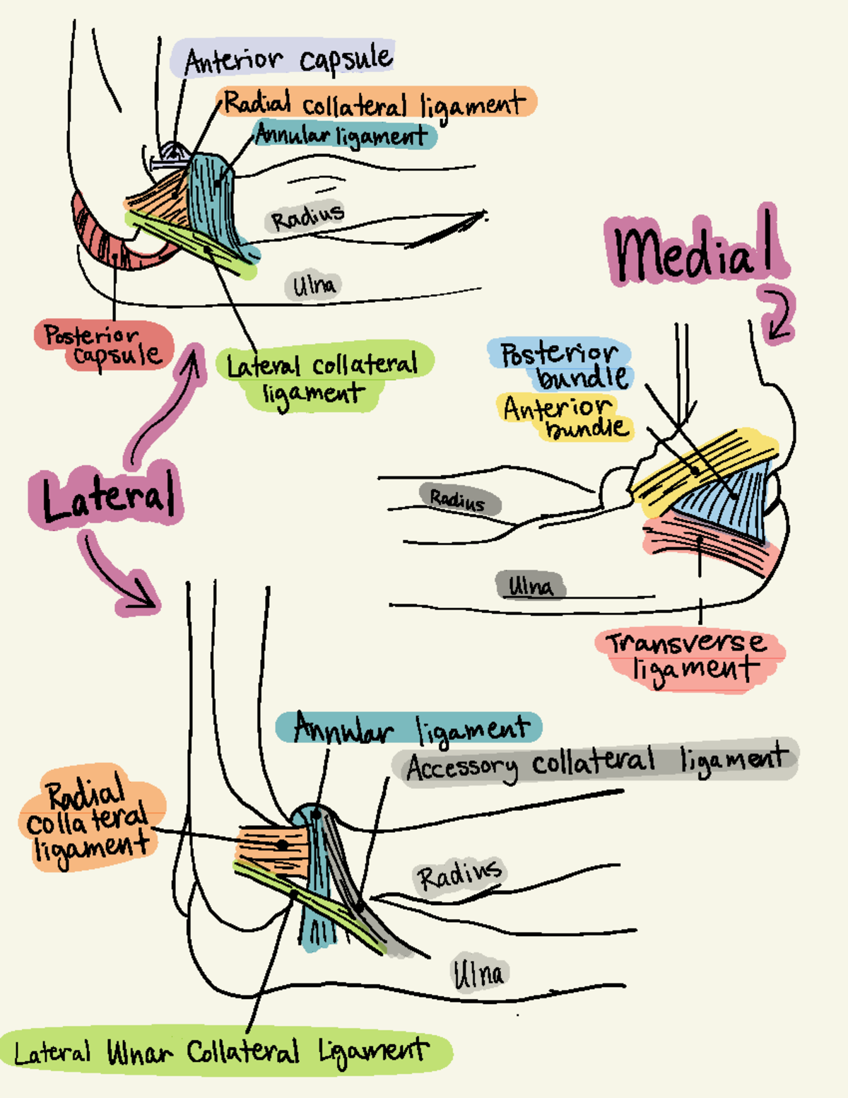 Anatomical Kinesiology skeletal illustrations Anterior capsule ent