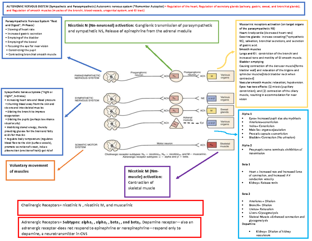 Peripheral Nervous System - Parasympathetic Nervous System “Rest and ...
