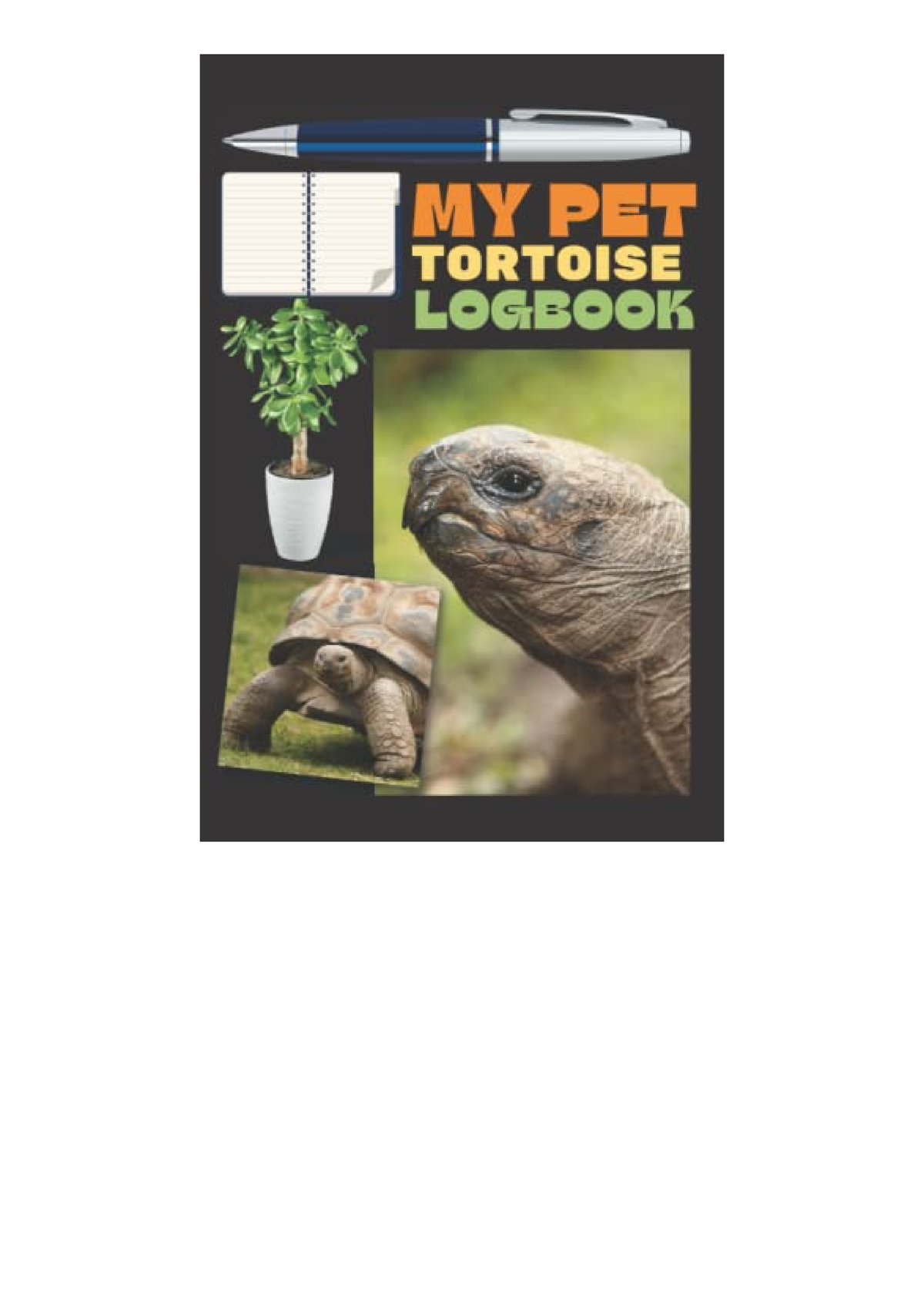 my pet tortoise essay