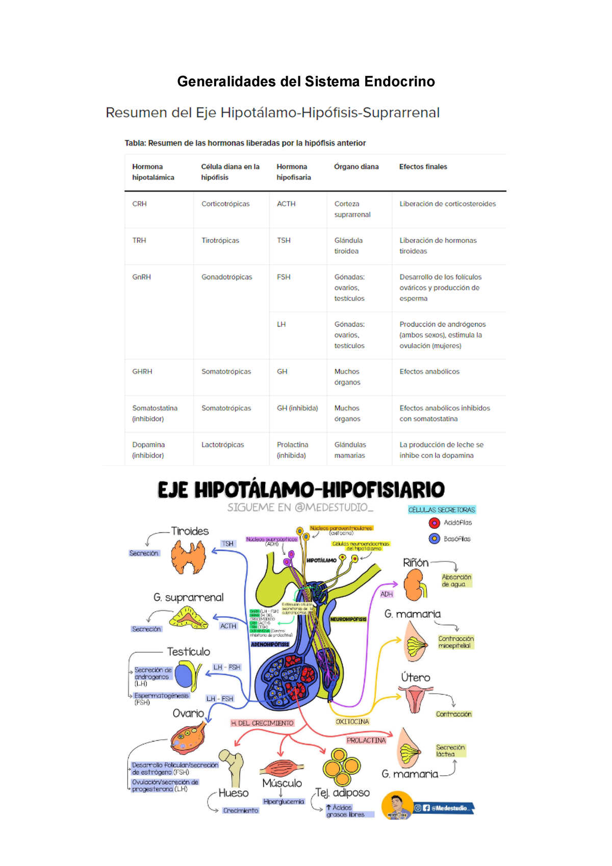 Generalidades Del Sistema Endocrino - Generalidades Del Sistema ...