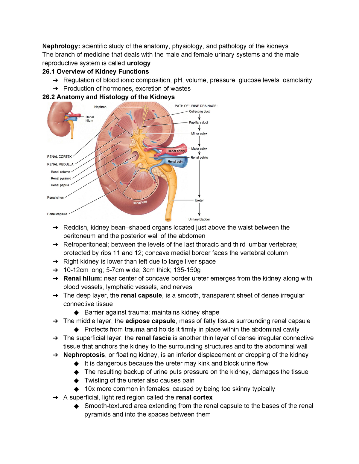 Chapter 26 The Urinary System - Nephrology: scientific study of the ...