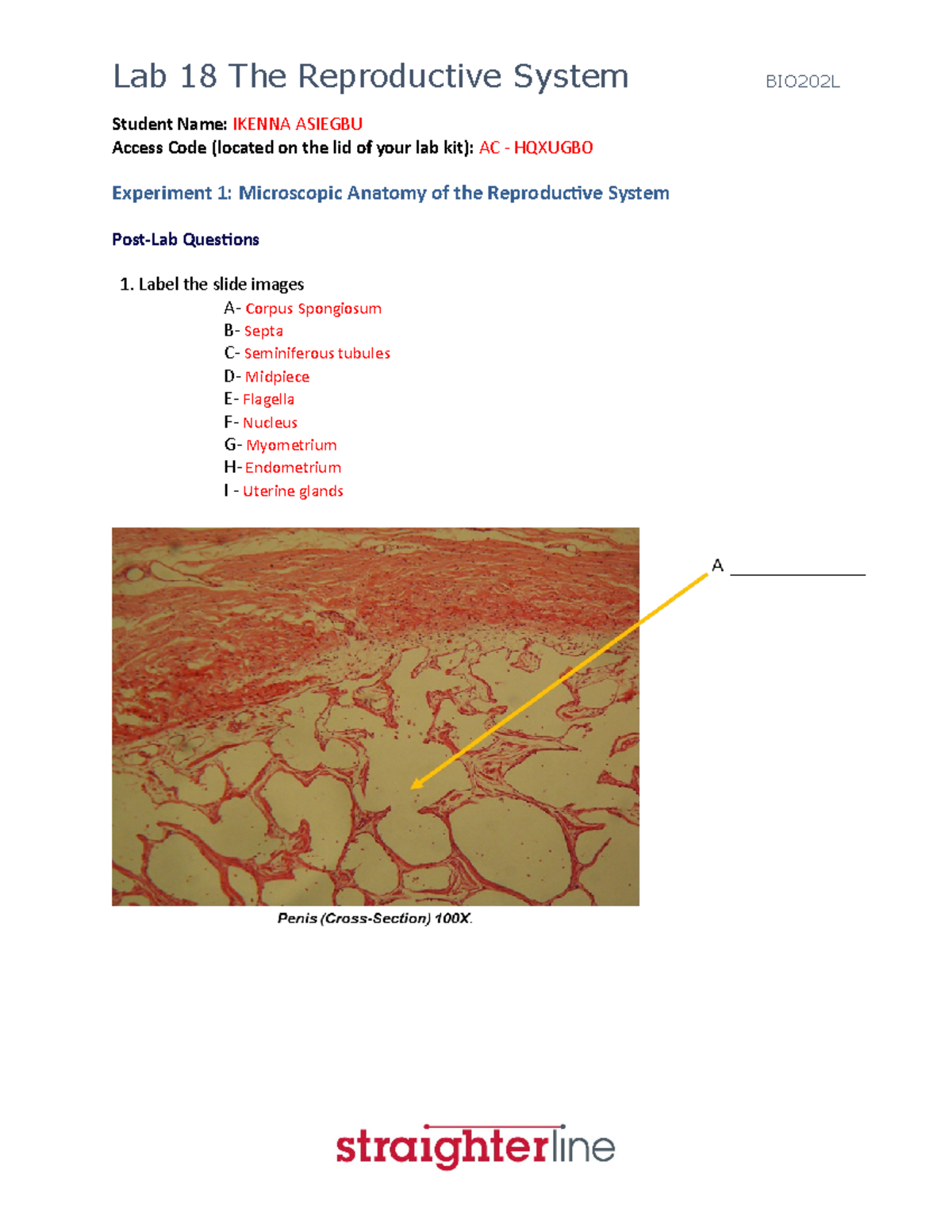 Age of Laboratory Hamster and Human: Drawing the Connexion - Document -  Gale OneFile: Health and Medicine