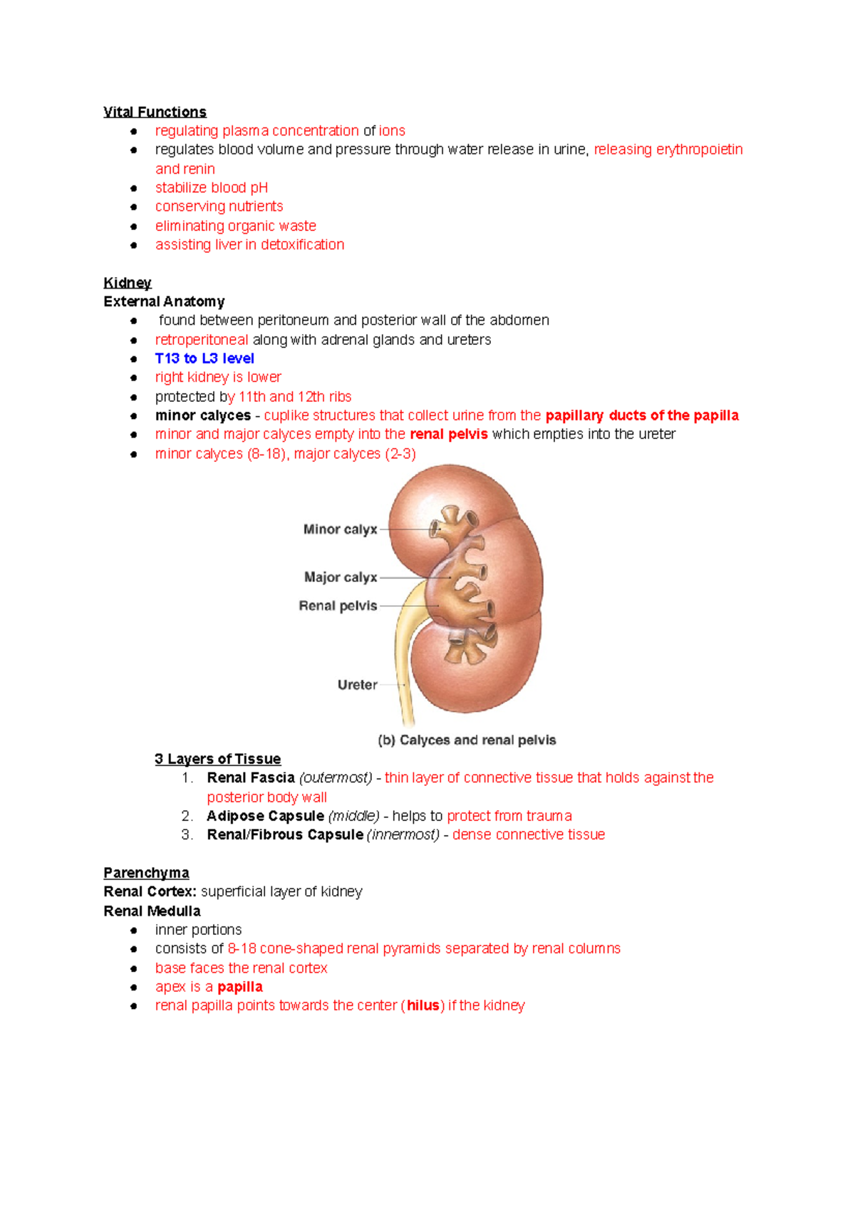 38 - The Renal/Urinary System - Vital Functions regulating plasma ...