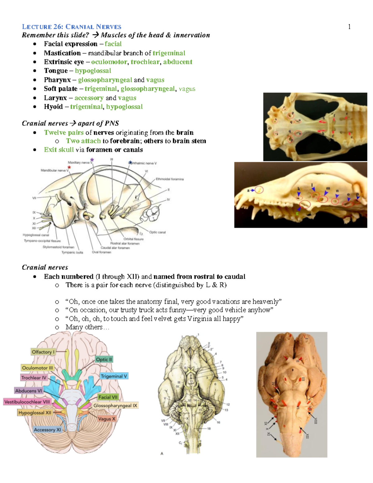 Lecture 26- Cranial Nerves - Remember this slide? Muscles of the head ...