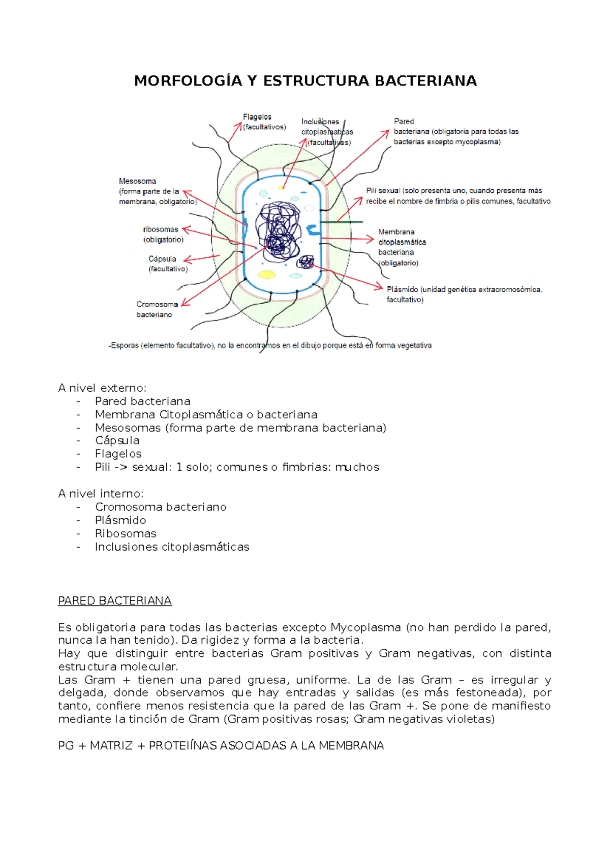 1. Morfologia Y Estructura Bacteriana - MORFOLOGÍA Y ESTRUCTURA ...