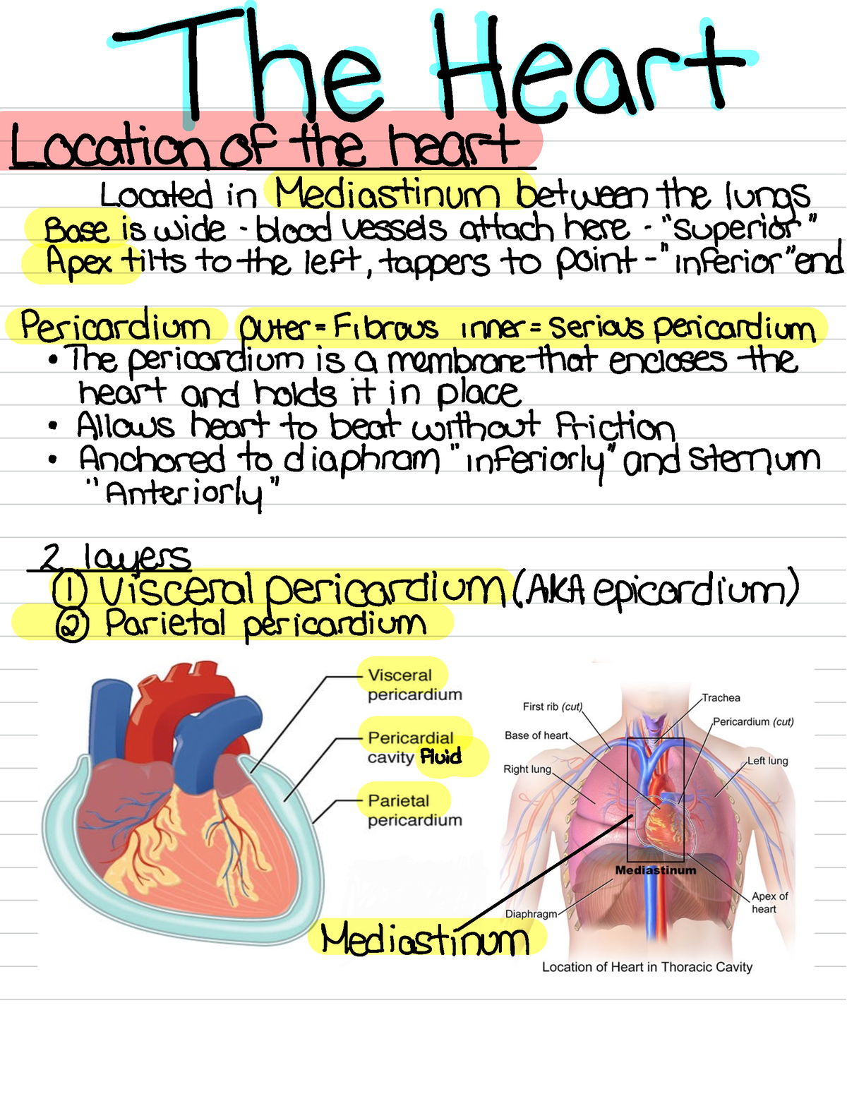 anatomy and physiology 2 research paper topics