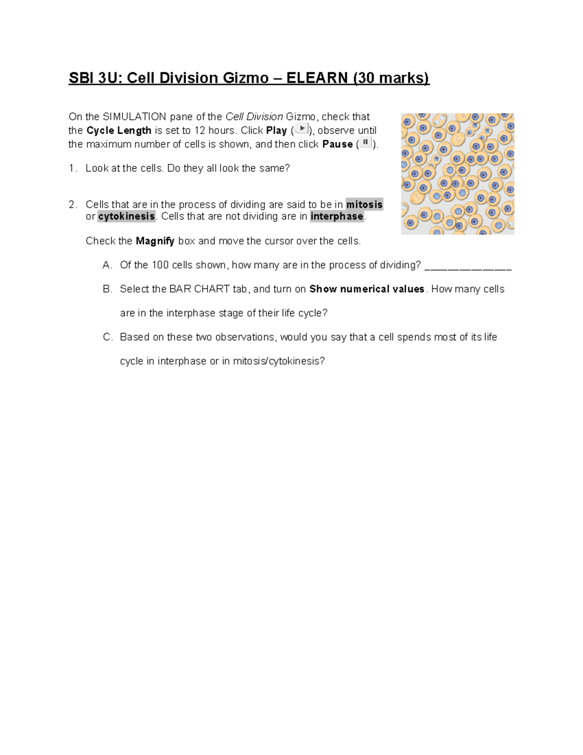 Cell Division Gizmo Student Questions - SBI 3U: Cell Division Gizmo ...