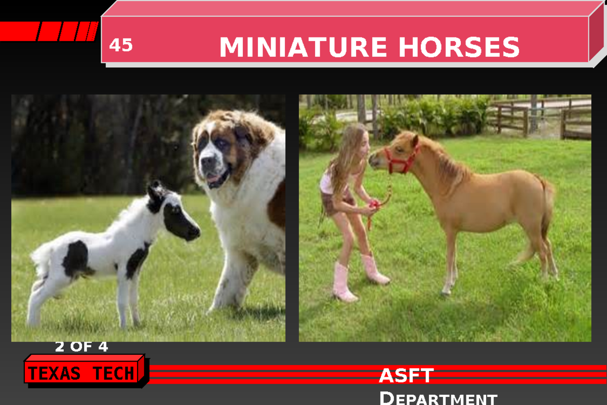 Horses Tagged 9 Lecture ppt TEXAS TECH ASFT 45 MINIATURE HORSES 2 OF 4 TEXAS TECH ASFT