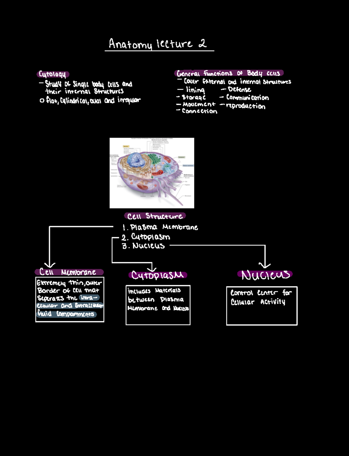 Chapter 2 anatomy - Anatomy lecture 2 Cytology General Functions of ...
