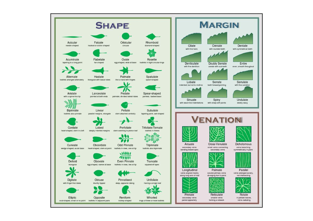 Plant Morphology - Molecular Biology Of The Cell - Studocu