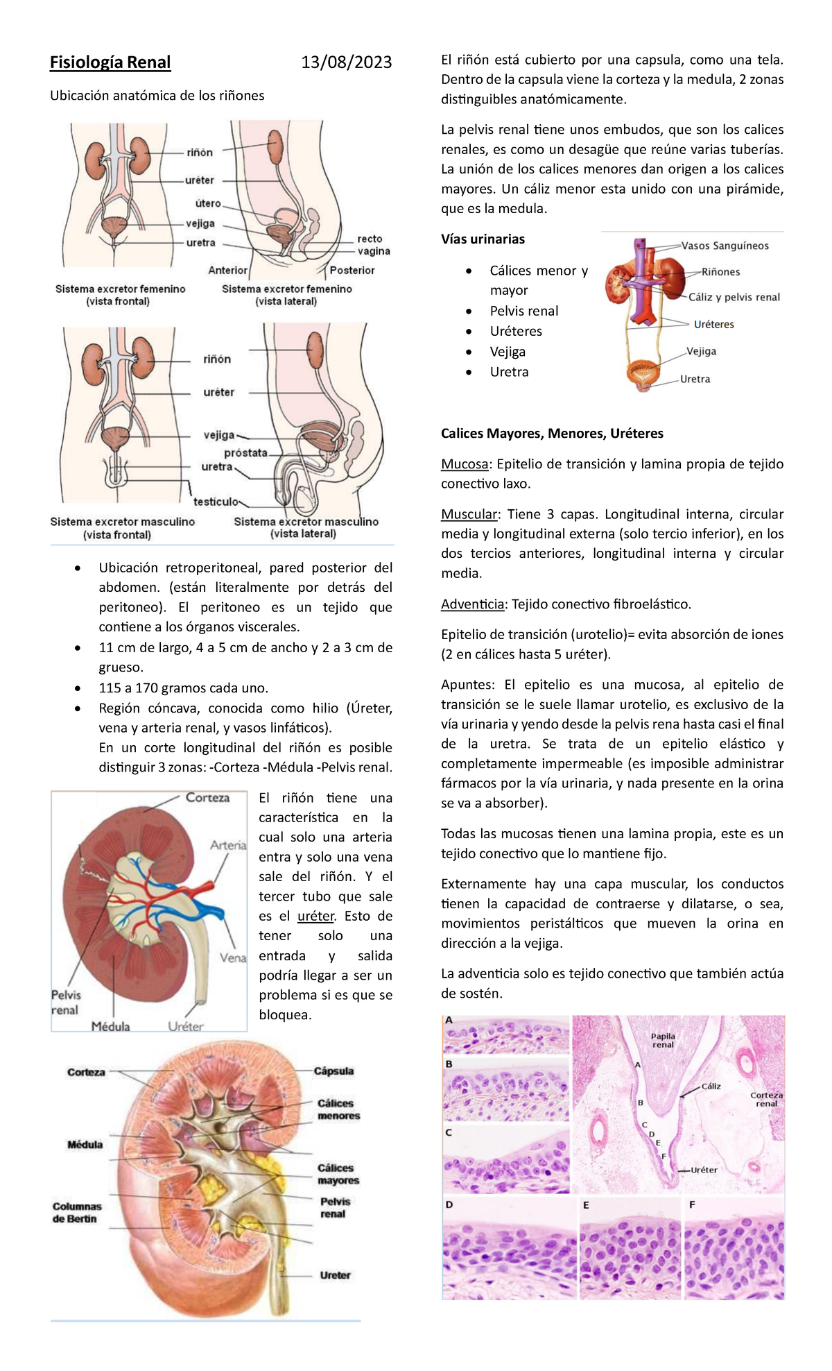 Fisiología Renal - Fisiología Renal 13/08/ Ubicación anatómica de los ...