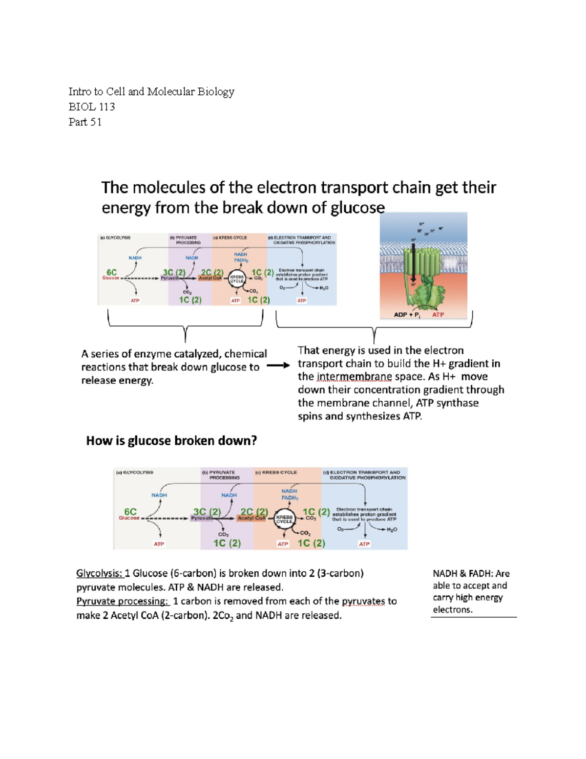 Intro To Cell And Molecular Bio 113 Lecture Notes Part 51 - Dr. Sarah ...