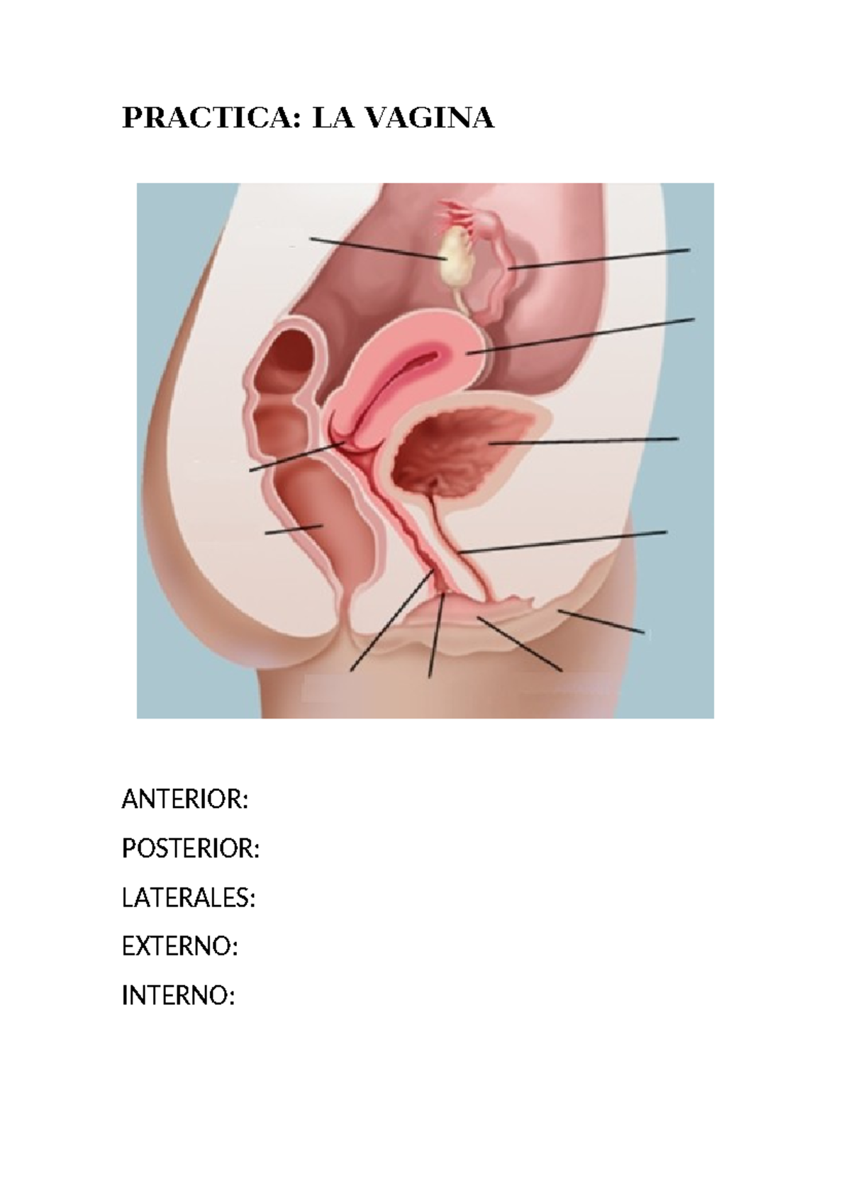 GUIA Practica LA Vagina - Anatomia esoecializada - PRACTICA: LA VAGINA  ANTERIOR: POSTERIOR: - Studocu