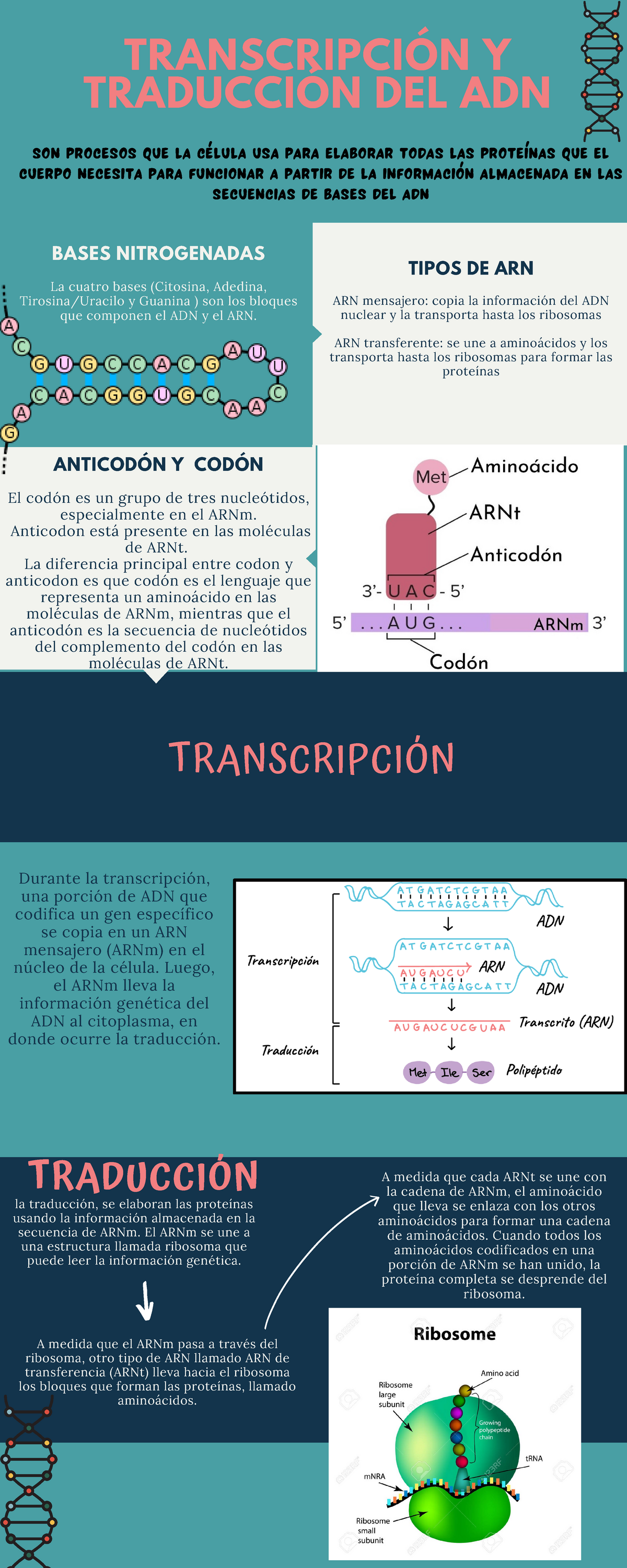 Transcripción Y Traduccion Infografía TraducciÓn La Traducción Se Elaboran Las Proteínas 3277