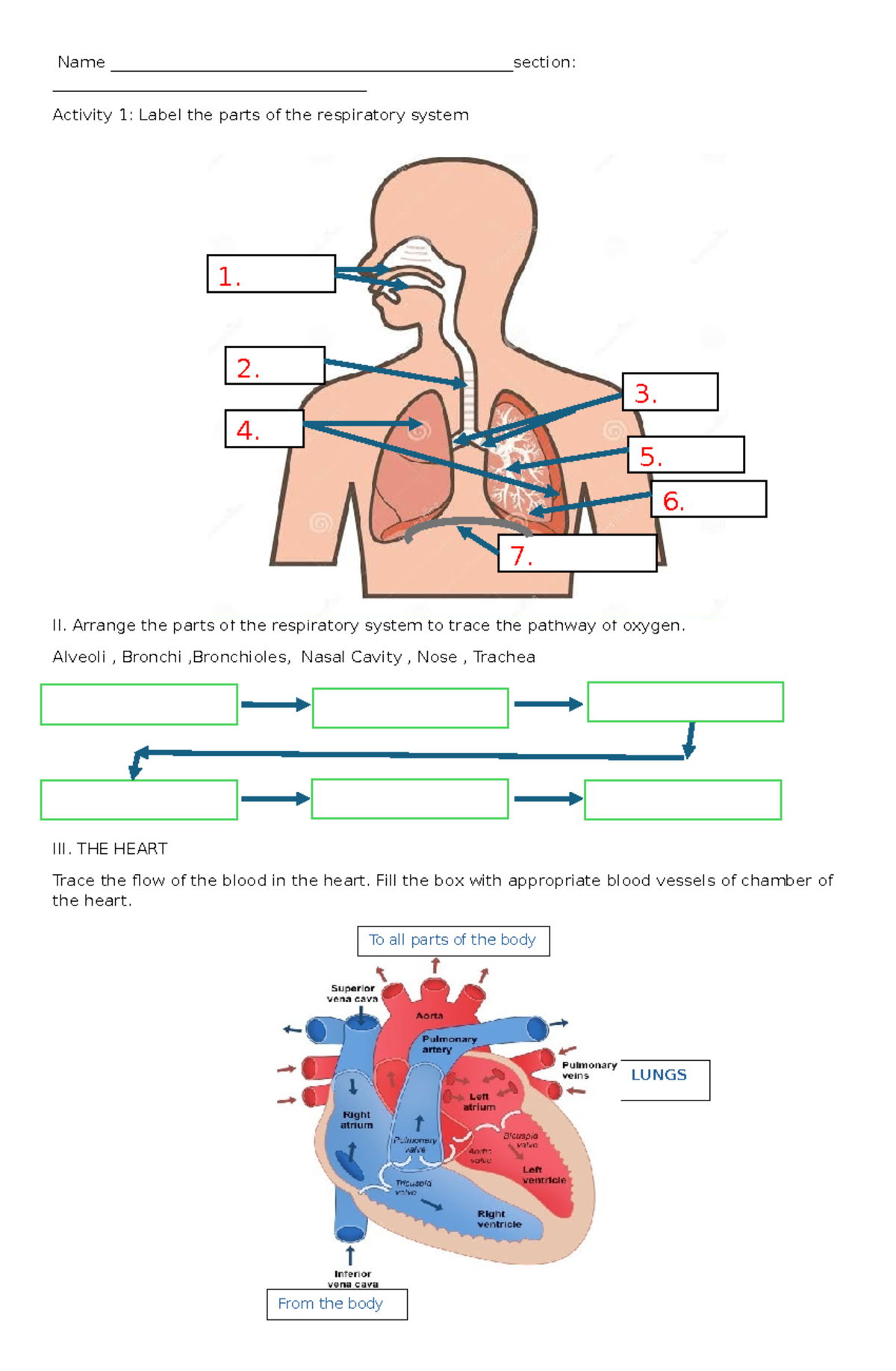 Grade 9 WEEK 1 - science 9 week 1 - LUNGS Name - Studocu