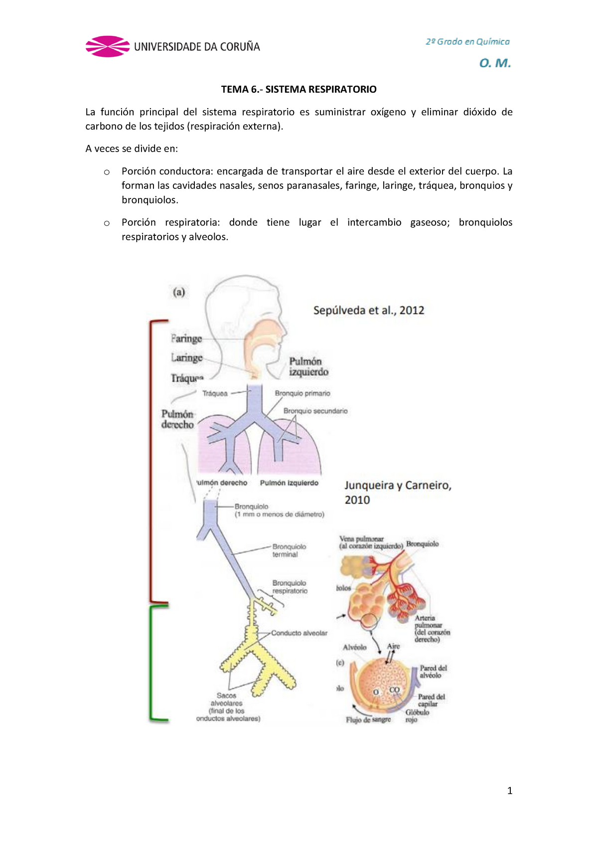 Tema 6 Respiratorio Apuntes Tema 6 Tema 6 Sistema Respiratorio La Función Principal Del