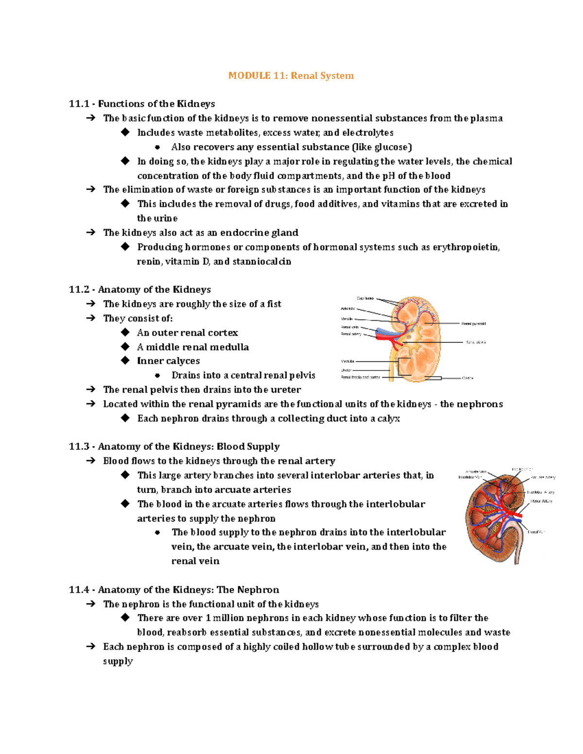 Module 11 Renal System - MODULE 11: Renal System 11 - Functions of the ...