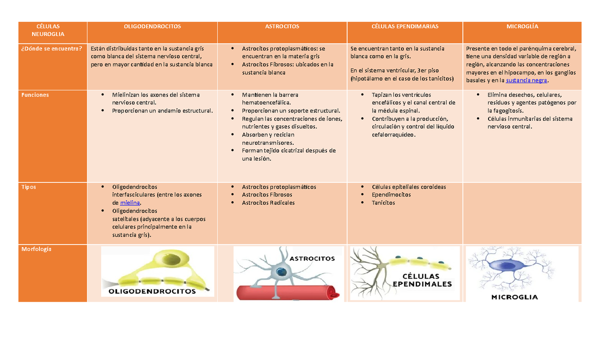 C Lulas Neuroglia Cuadro Comparativo C Lulas Neuroglia Oligodendrocitos Astrocitos C Lulas