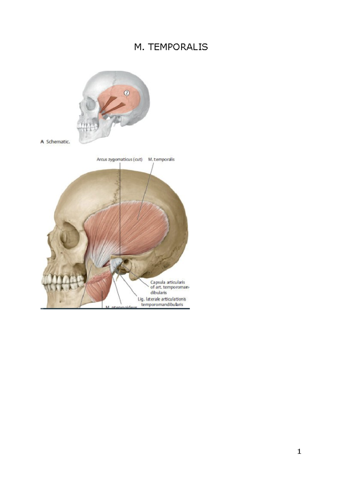 Temporalis - anatomie - Anatomie - M. TEMPORALIS 1 - Studocu
