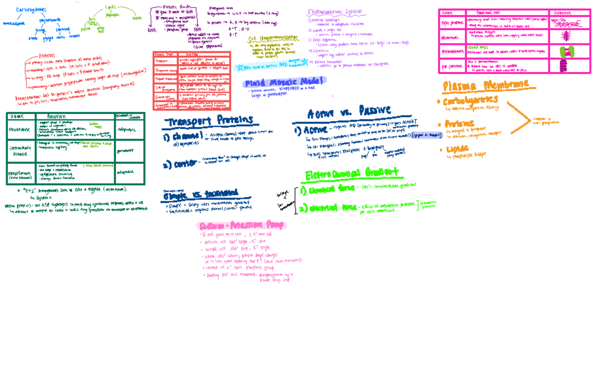 BIO 131 Exam 1 Mind Map - Exam I Mind Map - Carbohydrates Nucleic Acids ...