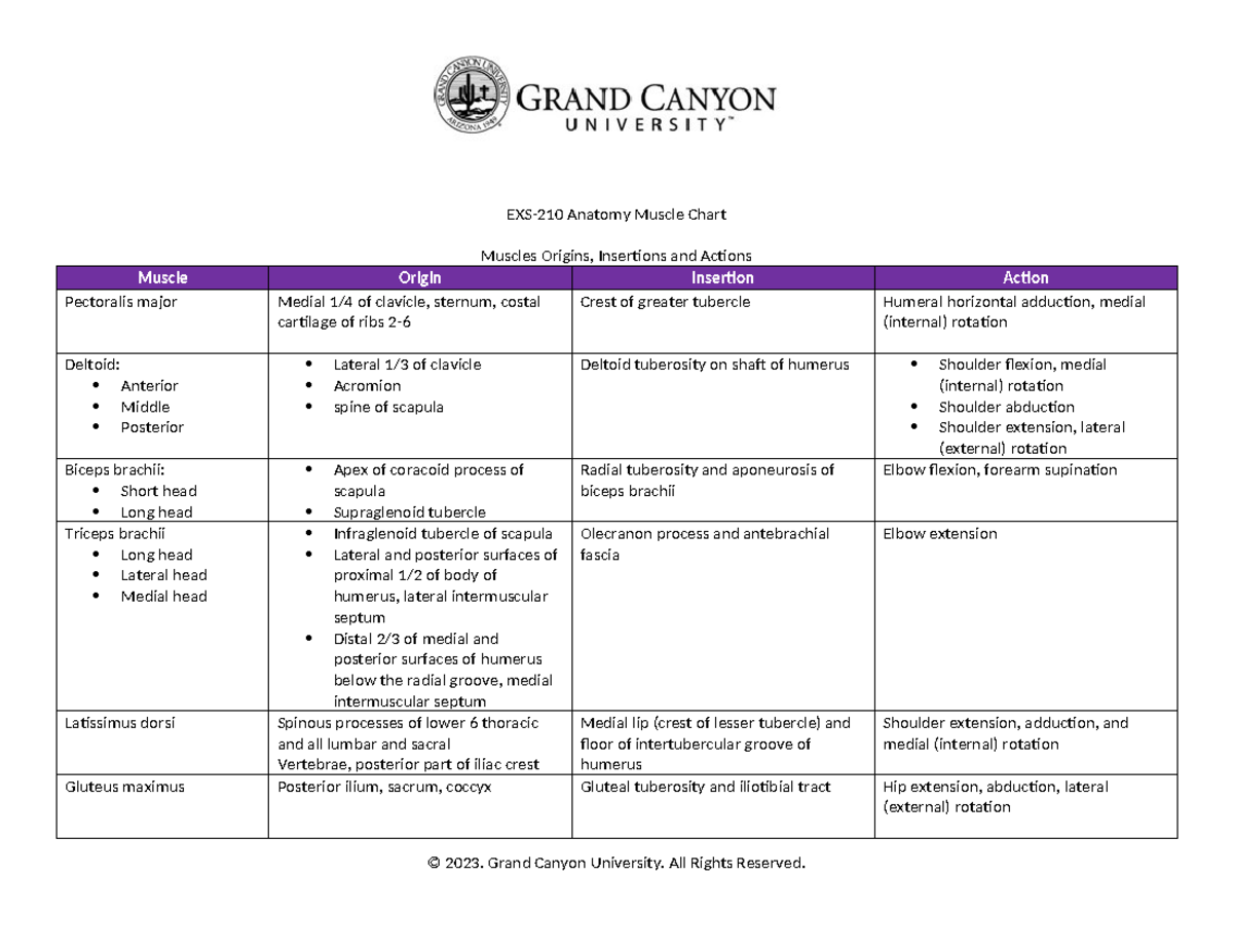 Anatomy Muscle Chart EXS210 Anatomy Muscle Chart Muscles Origins