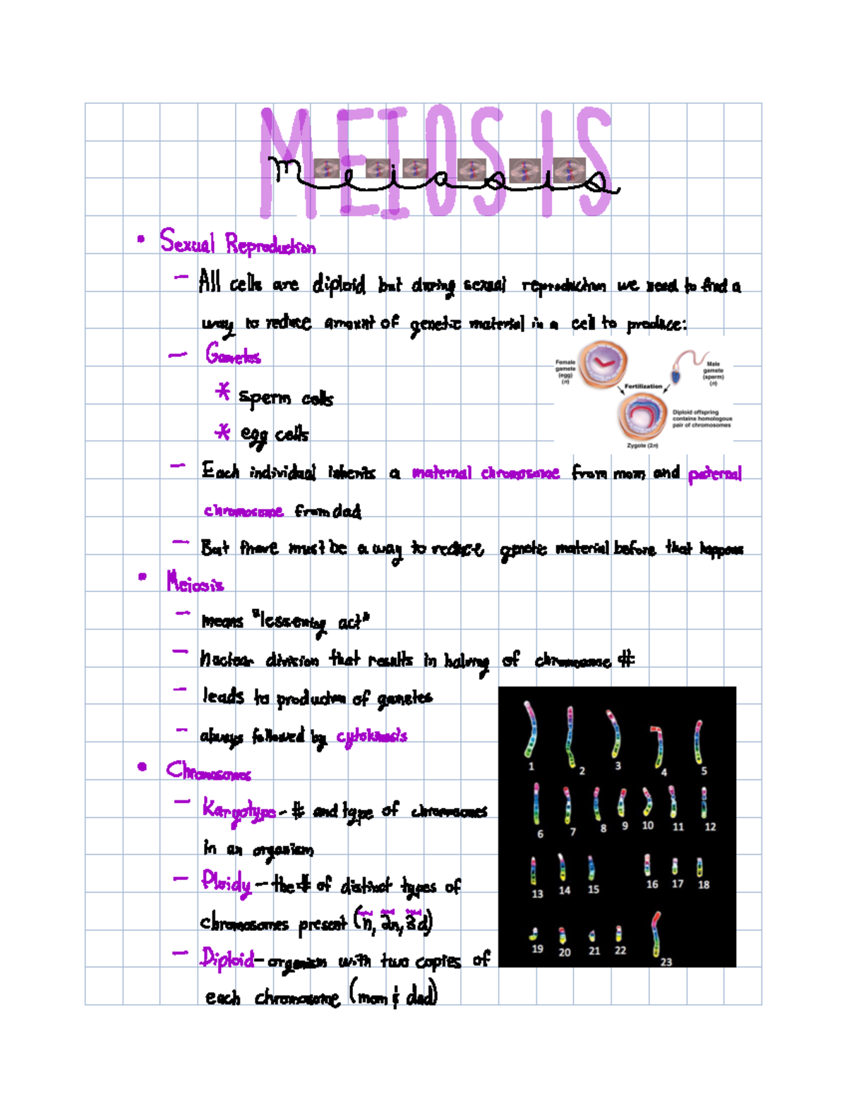 Chpt. 13 Meiosis - Meiosis Sexual Reproduction Allcells Are Diploid ...