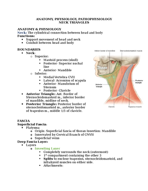 Head+and+neck+outline - PDx – PAST 581 Head and Neck 11/16/ Anatomy a ...