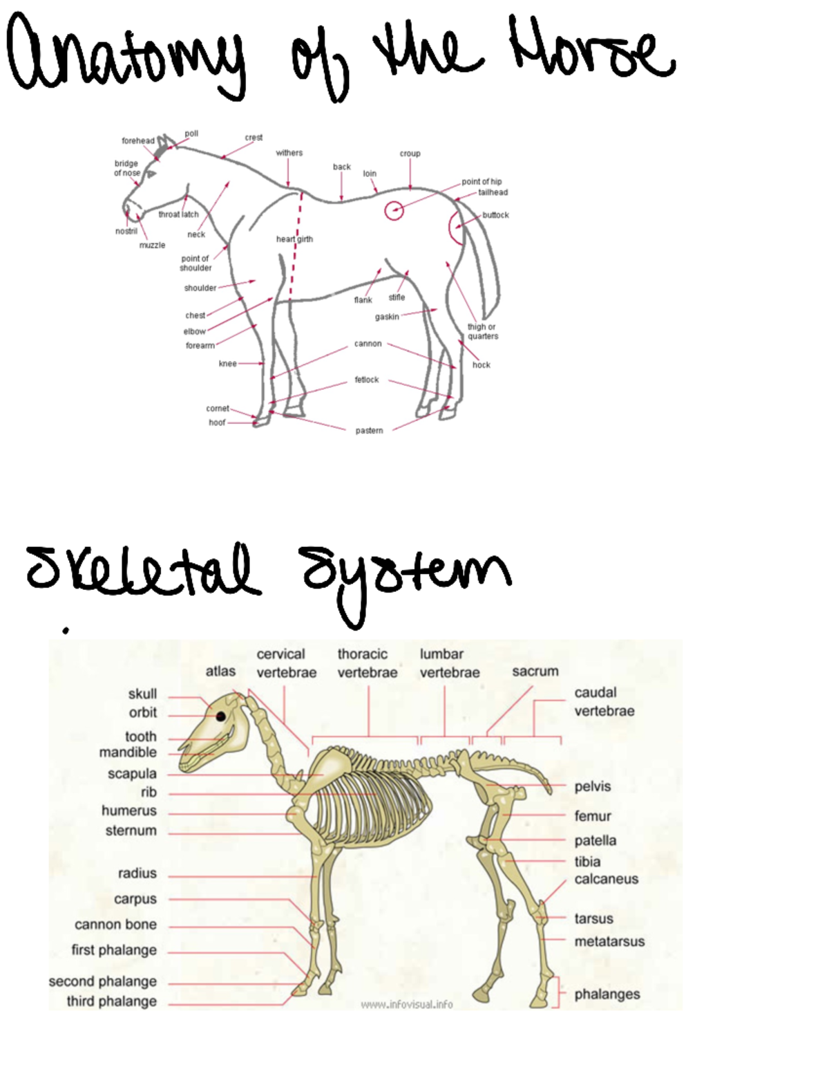 Horse systems ANSC 425 Studocu