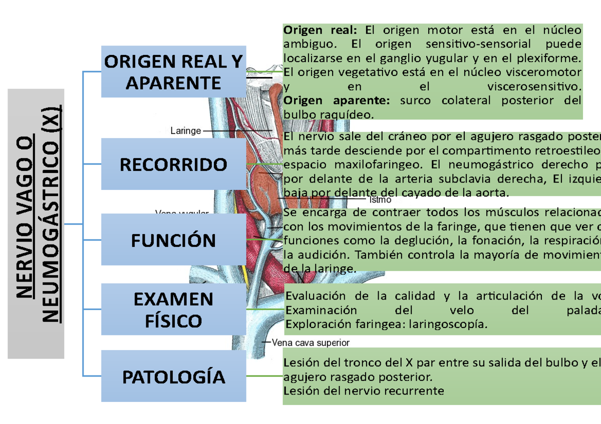 PAR X - PAR CRANEAL 10 - NERVIO VAGO O (X) ORIGEN REAL Y APARENTE