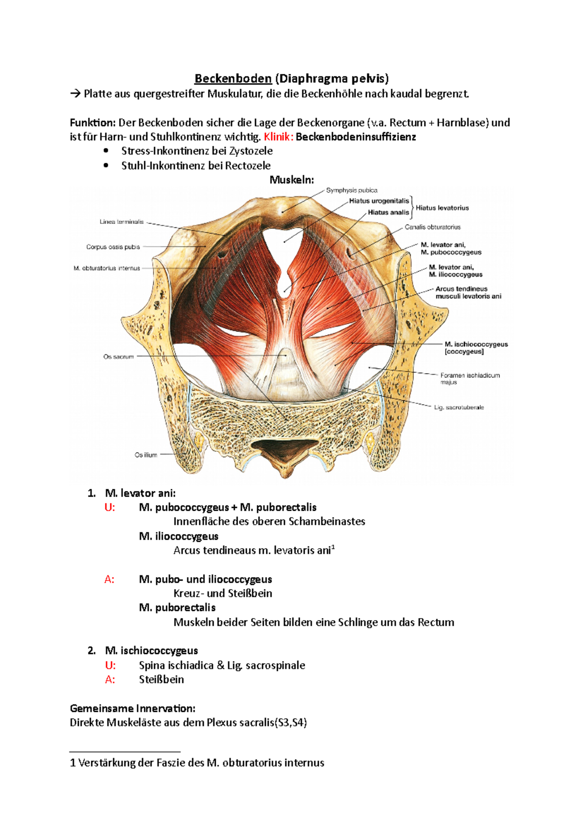 Beckenboden mann anatomie