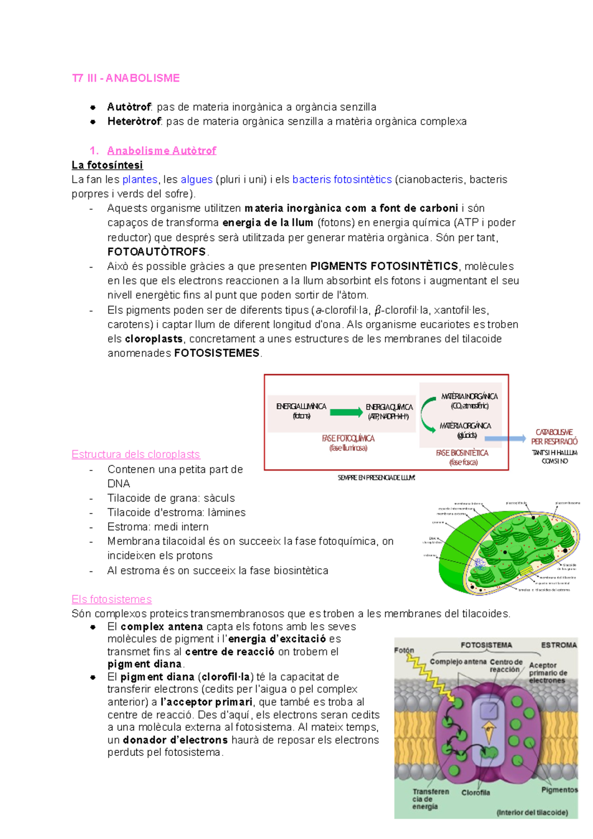 Anabolisme (2n batx) - T7 III - ANABOLISME Autòtrof: pas de materia ...