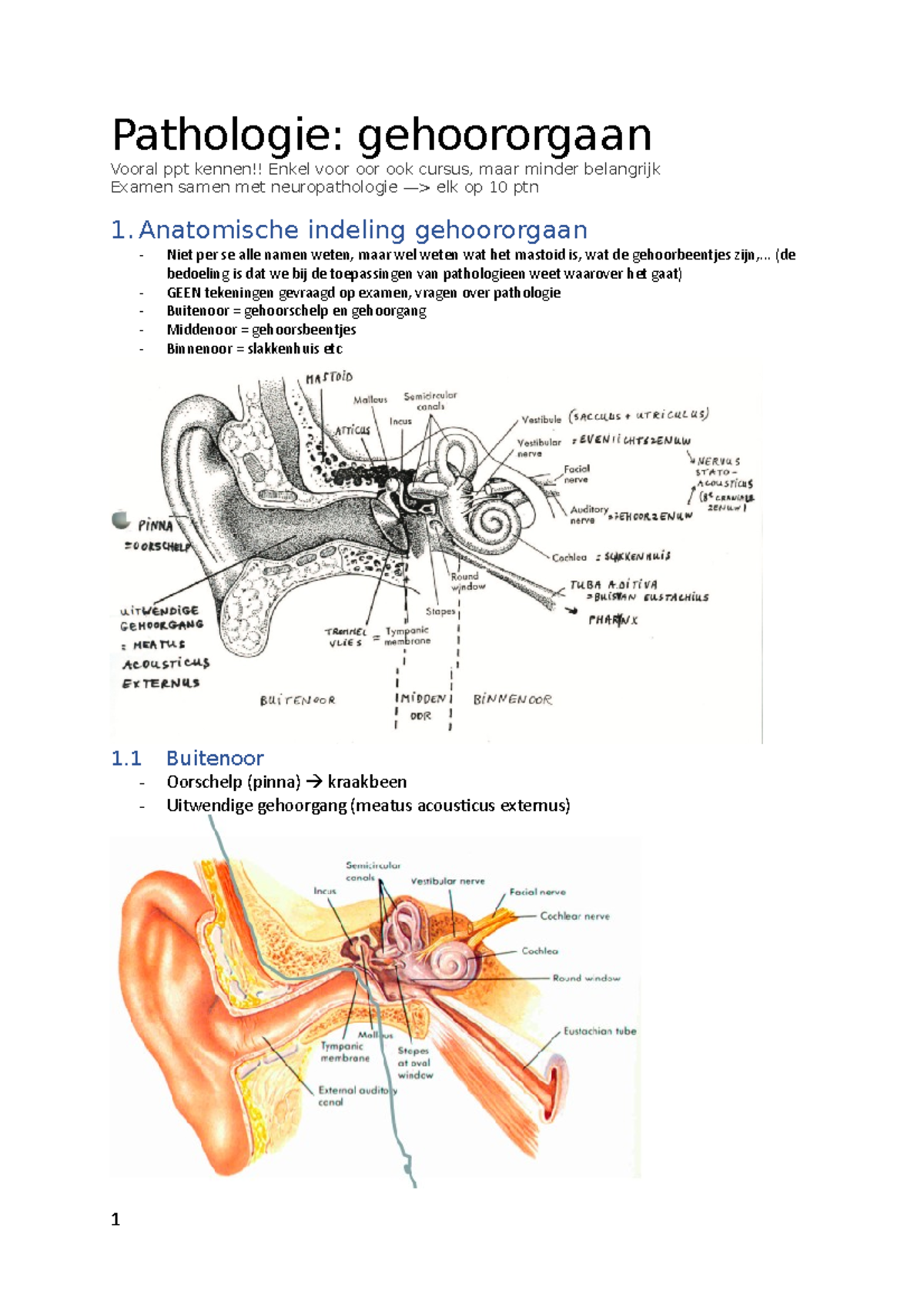 Pathologie Anatomische indeling 1 1 Niet per se alle namen weten, maar wel weten