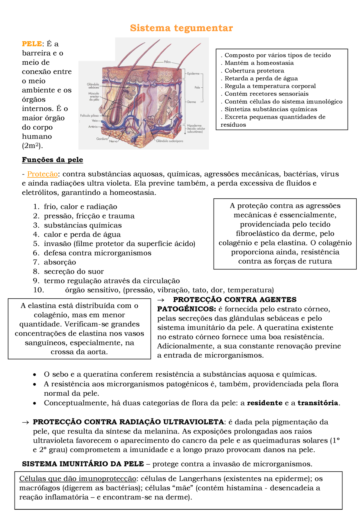 Sistema Tegumentar - Resumo Anatomia E Fisiologia I - Sistema ...