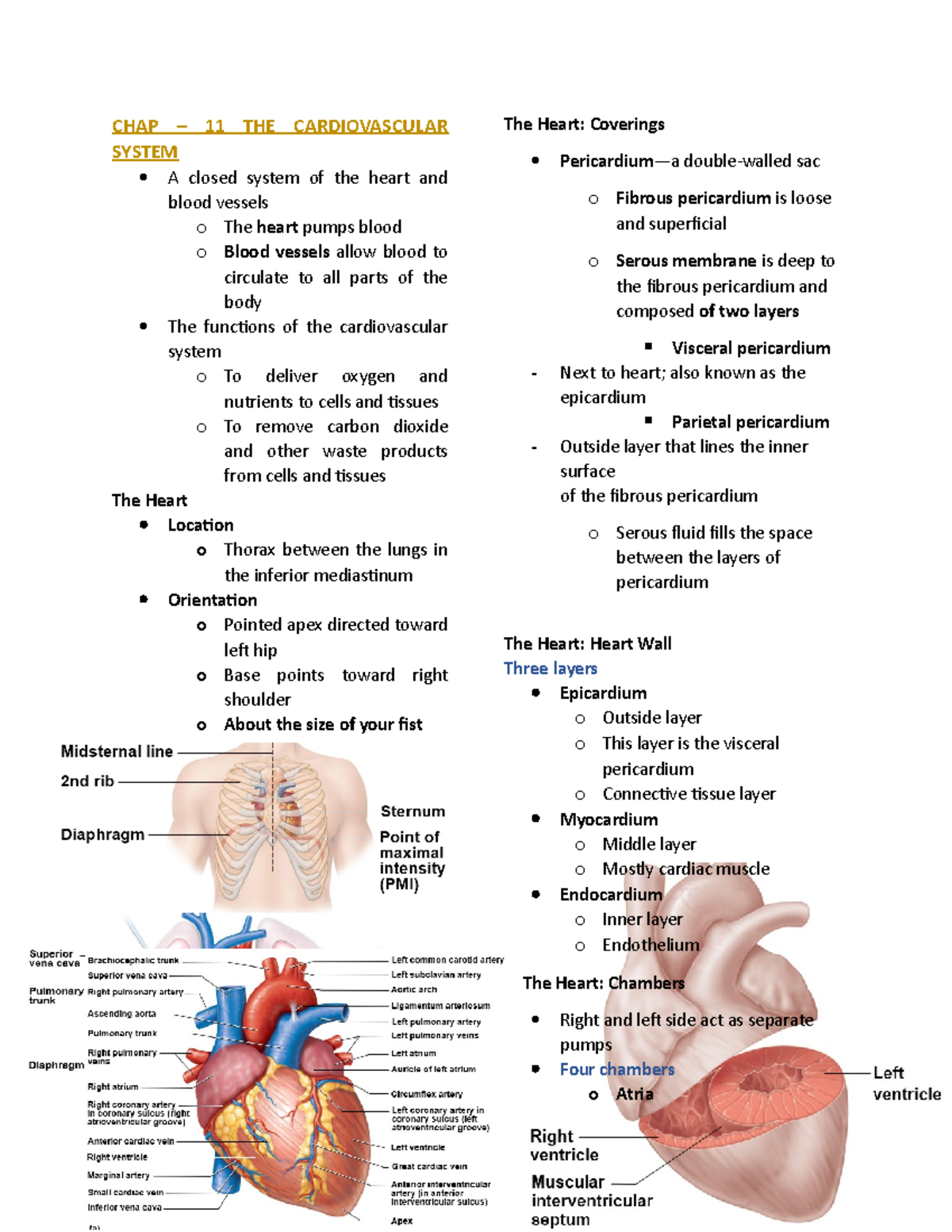 CHAP 11 - THE CARDIOVASCULAR SYSTEM - CHAP – 11 THE CARDIOVASCULAR ...